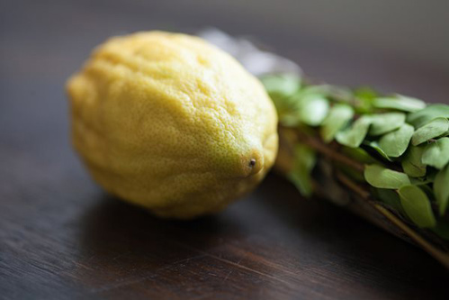 https://pjlibrary.org/beyond-books/pjblog/june-2021/what-to-do-with-your-etrog-after-sukkot#jam