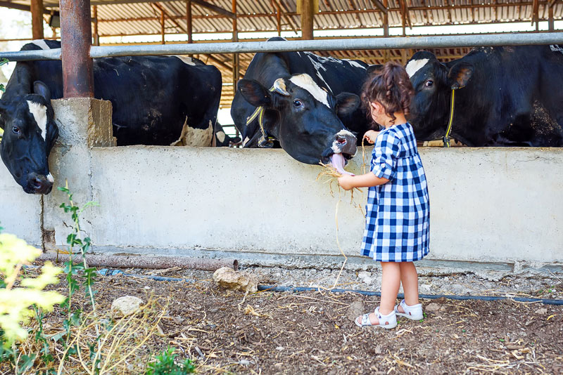 Child feeding cows
