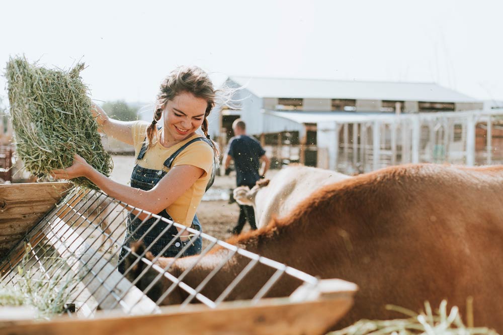 girl feeding a horse