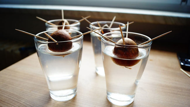 Avocado pits resting in glasses of water, held up by toothpicks.