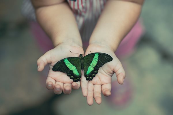 child's hands setting a butterfly free