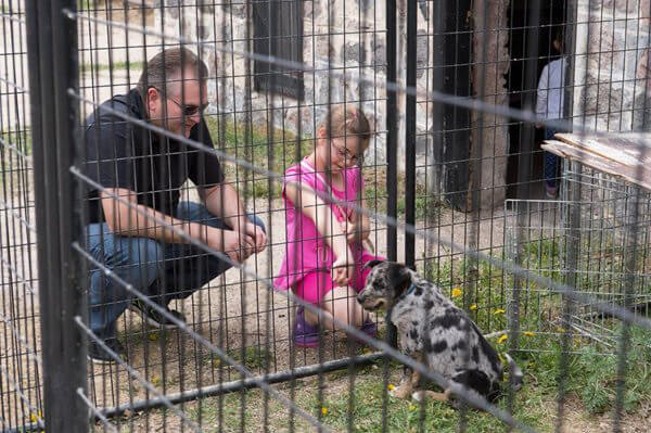 Child and Parent Visiting Shelter Dogs